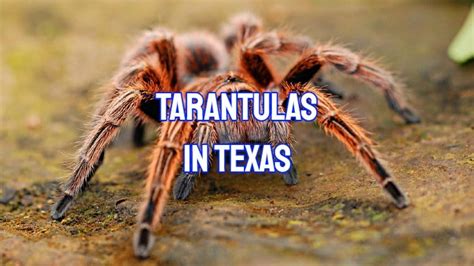 types of tarantulas in texas.